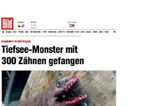 Bild zum Artikel: Urzeit-Hai - Tiefsee-Monster mit 300 Zähnen gefangen