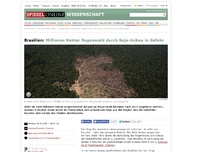 Bild zum Artikel: Brasilien: Millionen Hektar Regenwald durch Soja-Anbau in Gefahr