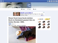 Bild zum Artikel: Dieser Hund muss heute sterben. Doch im Sterbebett passiert ihm ein letztes Wunder. OMG.