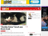 Bild zum Artikel: 'Zombie-Katze' kroch aus ihrem Grab