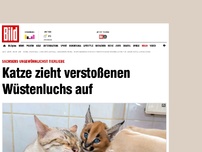 Bild zum Artikel: Ungewöhnliche Tierliebe - Katze zieht Wüstenluchs auf