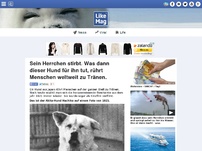 Bild zum Artikel: Sein Herrchen stirbt. Was dann dieser Hund für ihn tut, rührt Menschen weltweit zu Tränen.