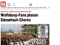 Bild zum Artikel: Junior Malanda - Wolfsburg-Fans planen Gänsehaut-Choreo
