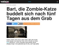 Bild zum Artikel: Bart, die Zombie-Katze buddelt sich nach fünf Tagen aus dem Grab