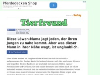 Bild zum Artikel: Diese Löwen-Mama jagt jeden, der ihren Jungen zu nahe kommt. Aber was dieser Mann in ihrer Nähe...