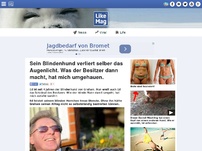 Bild zum Artikel: Sein Blindenhund verliert selber das Augenlicht. Was der Besitzer dann macht, hat mich umgehauen.