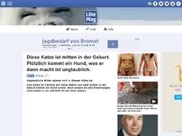 Bild zum Artikel: Diese Katze ist mitten in der Geburt. Plötzlich kommt ein Hund, was er dann macht ist unglaublich.