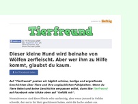 Bild zum Artikel: Dieser kleine Hund wird beinahe von Wölfen zerfleischt. Aber wer ihm zu Hilfe kommt, glaubst du...