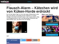 Bild zum Artikel: Flausch-Alarm – Kätzchen wird von Kücken-Horde erdrückt