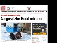 Bild zum Artikel: Herzlos-Herrchen - Ausgesetzter Hund erfroren!