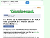 Bild zum Artikel: Bei diesen 28 Hundekindern hat die Natur wild gewürfelt. Der Anblick ist zum Dahinschmelzen.