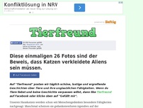 Bild zum Artikel: Diese einmaligen 26 Fotos sind der Beweis, dass Katzen verkleidete Aliens sein müssen.