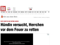 Bild zum Artikel: Bei Hausbrand - Hündin schützte Herrchen vor Feuer