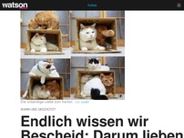 Bild zum Artikel: Endlich wissen wir Bescheid: Warum Katzen Kisten lieben