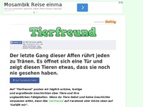 Bild zum Artikel: Der letzte Gang dieser Affen rührt jeden zu Tränen. Es öffnet sich eine Tür und zeigt diesen...