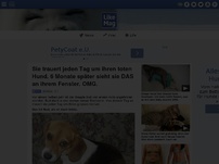 Bild zum Artikel: Sie trauert jeden Tag um ihren toten Hund. 6 Monate später sieht sie DAS an ihrem Fenster. OMG.