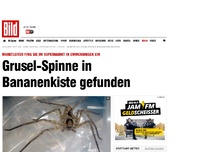 Bild zum Artikel: Emmendingen - Grusel-Spinne in Bananenkiste gefunden