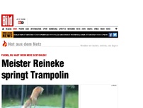 Bild zum Artikel: Wie im Tollhaus! - Fuchs springt Trampolin