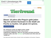 Bild zum Artikel: Dieser 10 Jahre alte Pinguin geht jeden Tag mit seinem Rucksack in die Stadt um Fische zu...