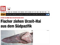 Bild zum Artikel: Extrem seltener Fang - Fischer ziehen Urzeit-Hai aus dem Südpazifik