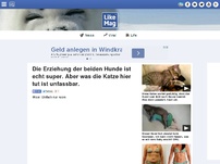 Bild zum Artikel: Die Erziehung der beiden Hunde ist echt super. Aber was die Katze hier tut ist unfassbar.