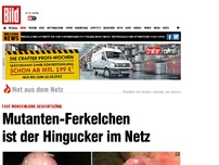 Bild zum Artikel: Gesicht wie ein Mensch - Mutanten-Ferkelchen ist Hingucker im Netz