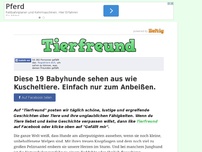 Bild zum Artikel: Diese 19 Babyhunde sehen aus wie Kuscheltiere. Einfach nur zum Anbeißen.