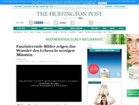 Bild zum Artikel: Faszinierende Bilder zeigen das Wunder des Lebens in wenigen Minuten