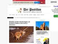 Bild zum Artikel: Forscher züchten braunen Rasen, um Hundekot-Problem in den Griff zu bekommen