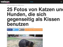 Bild zum Artikel: 25 Fotos, in denen Katzen und Hunde sich gegenseitig als Kissen benutzen