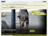 Bild zum Artikel: Tiere suchen ein Zuhause vom 22.02.2015: Straßenhunde in Europa