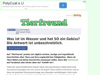 Bild zum Artikel: Was ist im Wasser und hat SO ein Gebiss? Die Antwort ist unbeschreiblich.