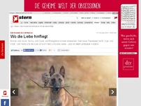Bild zum Artikel: Eule freundet sich mit Hund an: Wo die Liebe hinfliegt