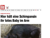 Bild zum Artikel: Zoo Krefeld - Schimpansen-Mutter trauert um ihr totes Baby
