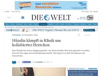 Bild zum Artikel: Untrennbare Liebe: Hündin kämpft in Klinik um kollabiertes Herrchen