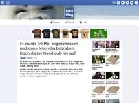 Bild zum Artikel: Er wurde 50 Mal angeschossen und dann lebendig begraben. Doch dieser Hund gab nie auf.