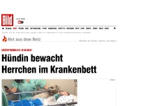 Bild zum Artikel: Unzertrennlich - Hündin bewacht Herrchen im Krankenbett