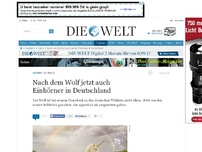 Bild zum Artikel: Im Wald: Nach dem Wolf jetzt auch Einhörner in Deutschland