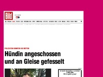 Bild zum Artikel: Polizisten retteten sie - Hündin angeschossen und an Gleise gefesselt