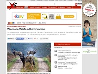 Bild zum Artikel: Geschützte Wildtiere in Deutschland: Wenn die Wölfe näher kommen