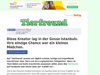 Bild zum Artikel: Diese Kreatur lag in der Gosse Istanbuls. Ihre einzige Chance war ein kleines Mädchen.