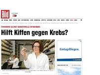 Bild zum Artikel: Sensationelle Entdeckung - Hilft Kiffen gegen Krebs?