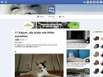 Bild zum Artikel: 17 Katzen, die leider wie Hitler aussehen.
