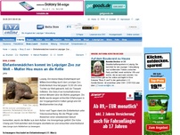 Bild zum Artikel: Topthema Elefantenmädchen kommt im Leipziger Zoo zur Welt Mutter Hoa muss an die Kette
