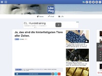 Bild zum Artikel: Ja, das sind die hinterlistigsten Tiere aller Zeiten.