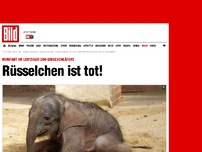 Bild zum Artikel: Leipziger Zoo - Minifant ist gestorben