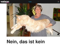 Bild zum Artikel: Nein, das ist kein Photoshop – diese Schweizer Katzen sind wirklich so RIEEEESIG