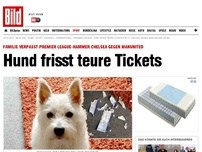 Bild zum Artikel: England-Hammer - Hund frisst teure Tickets