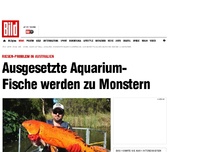 Bild zum Artikel: Problem in Australien - Ausgesetzte Fische werden zu Monstern