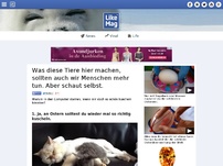 Bild zum Artikel: Was diese Tiere hier machen, sollten auf wir Menschen mehr tun. Aber schaut selbst.